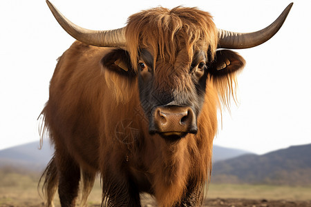 野生的动物牦牛图片