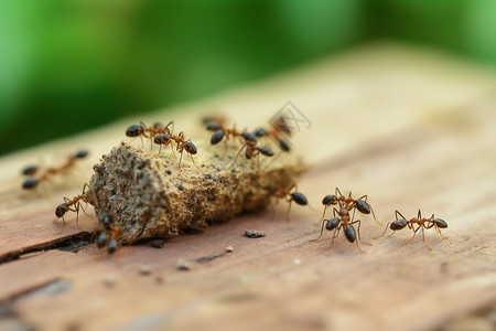 运输木材的蚂蚁图片