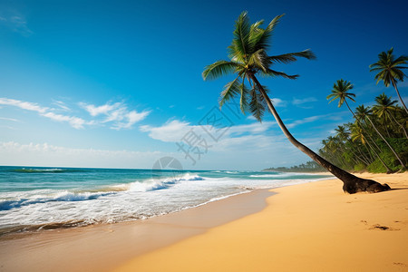 海滩上的热带树木图片