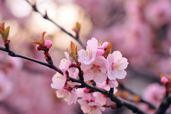 鲜红桃花的图图片