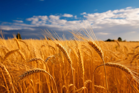 麦子田田地里的小麦背景