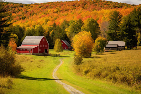 秋天金色的农庄图片