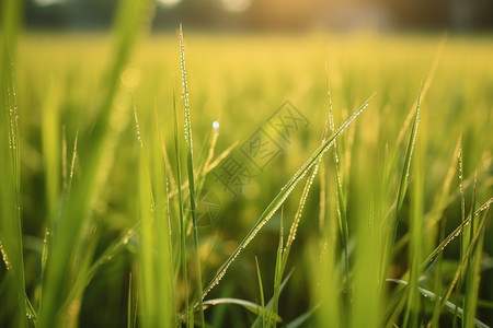 绿色的稻田叶子图片