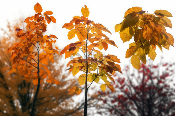树木上的黄色叶子图片