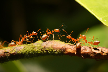 树枝上的动物蚂蚁图片