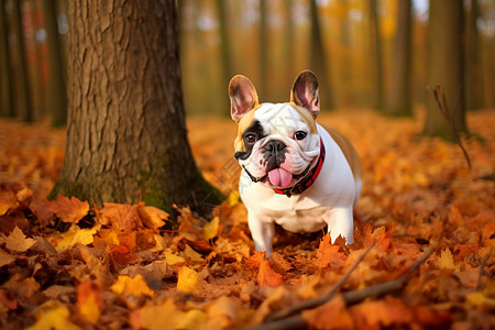 可爱叶子可爱的斗牛犬背景