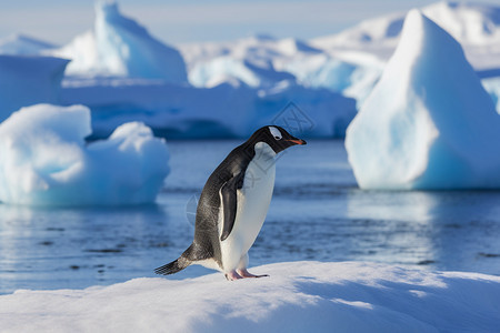 南极洲的动物企鹅背景图片
