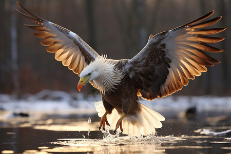 湖面捕猎的老鹰图片