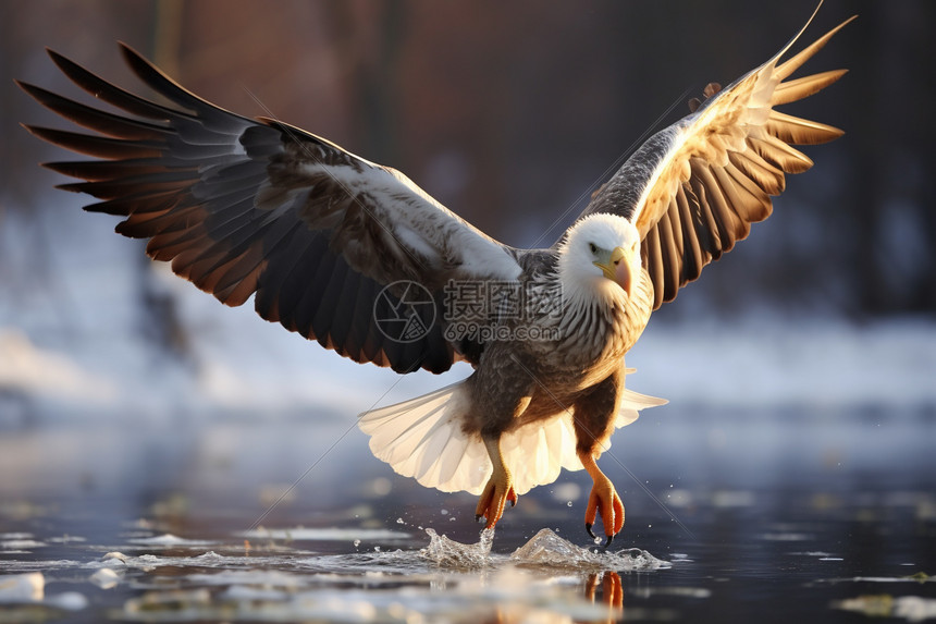 实时追踪老鹰与奇才巅峰较量