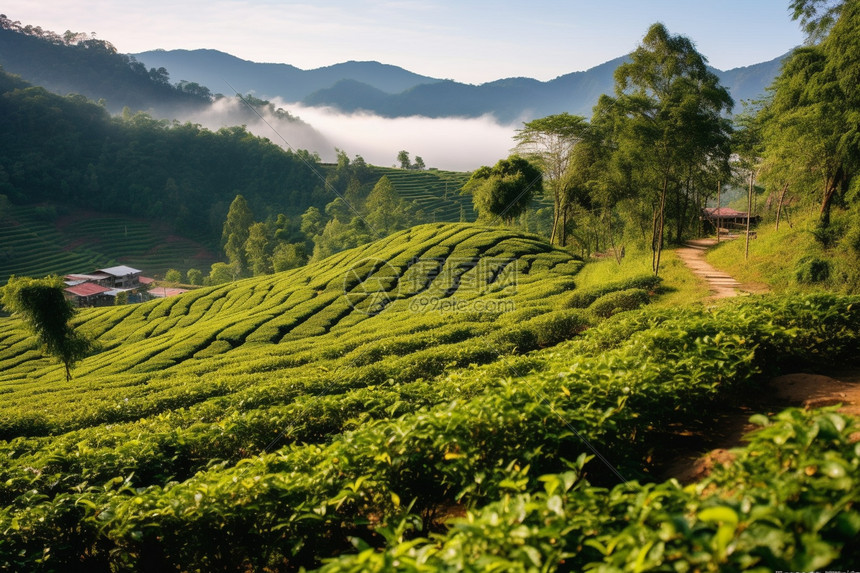 新鲜的茶园图片