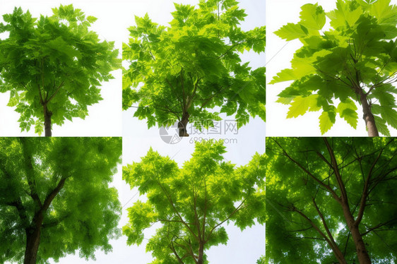 翠绿的树叶图片