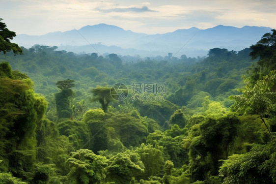 碧绿的原始森林图片