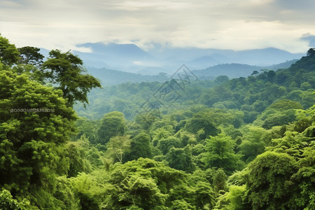 茂盛的原始森林背景图片