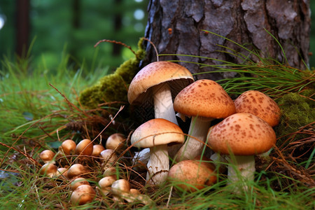 美味的石蘑菇图片