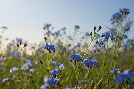 一张蓝色花朵图片背景图片