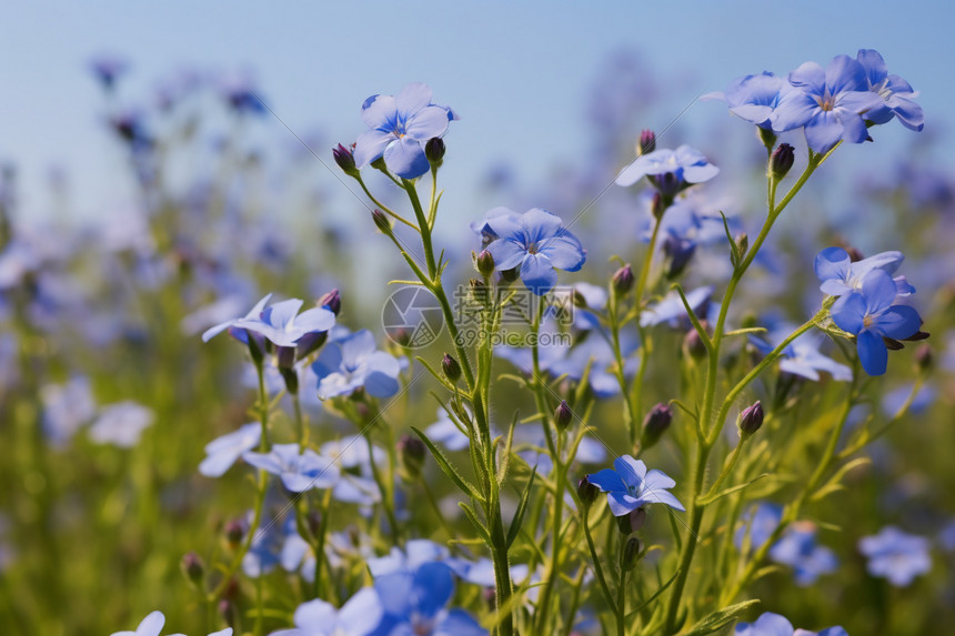 草丛间生长的蓝色花图片