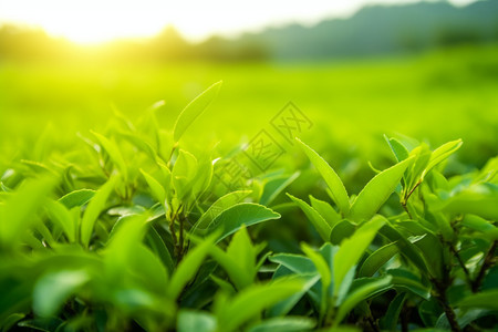 种植茶叶的庄园背景图片