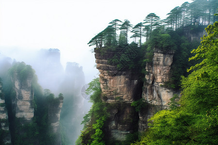 悬崖边的绿植图片