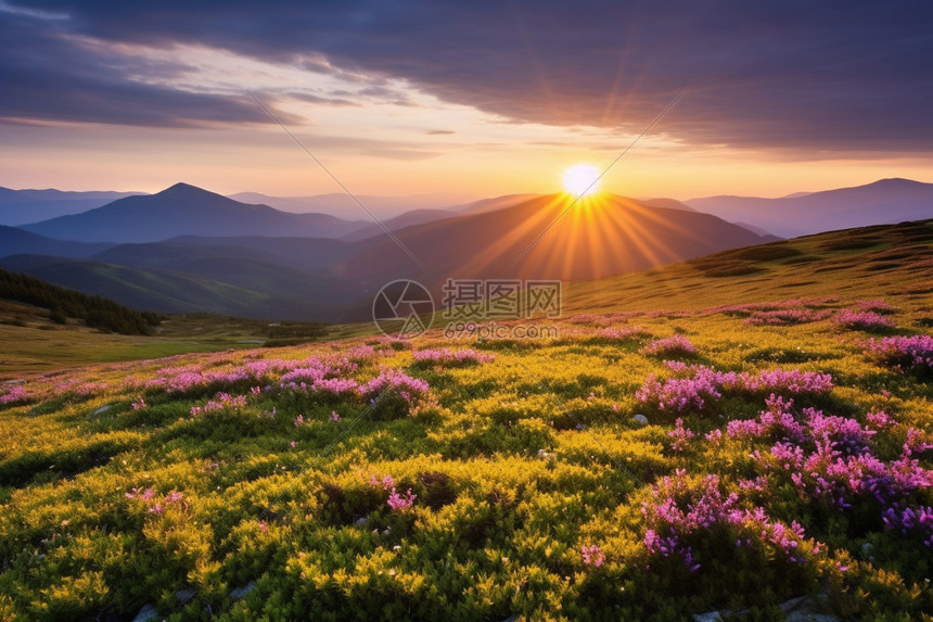 山上的花海图片