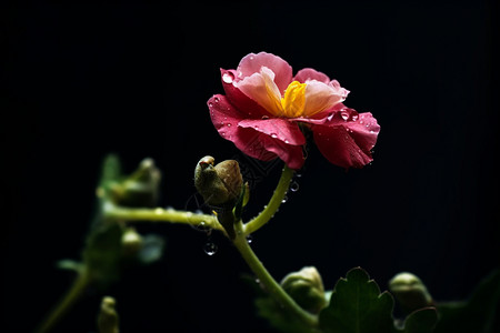 花与水滴素材攀缘植物背景