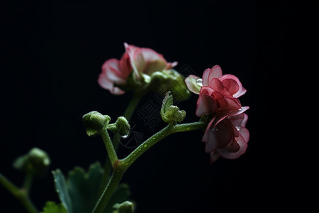 新鲜的植物图片