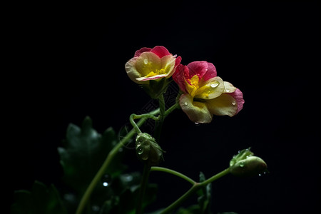 攀缘植物特写图片