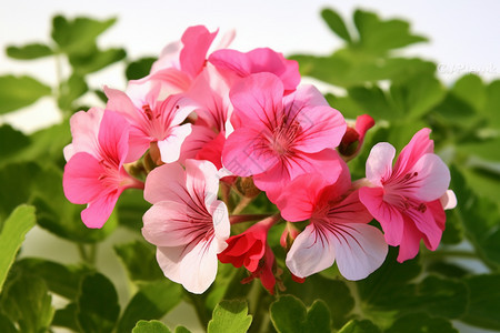 粉白色的天竺葵背景图片