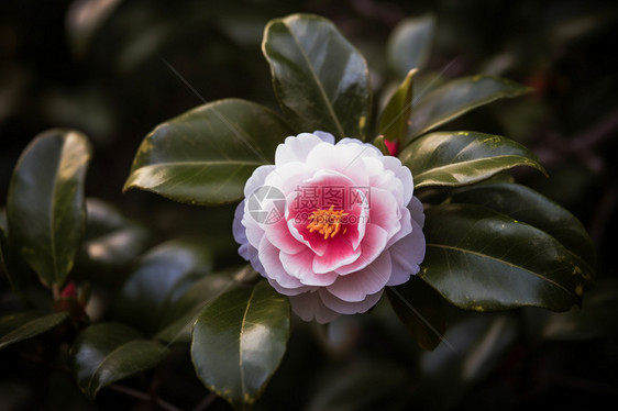 山茶花的图图片