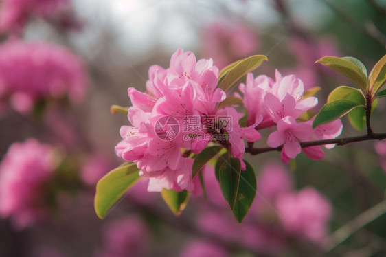 春天的杜鹃花图片