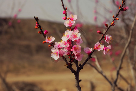 树枝上的花朵背景图片