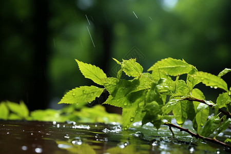 暴风雨后的枝叶图片