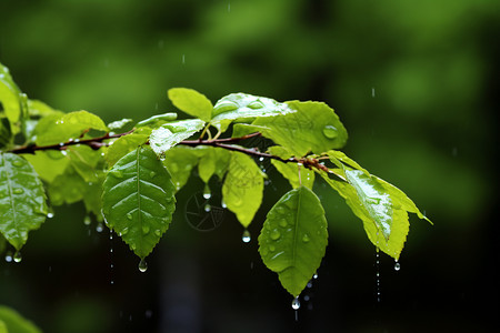 树枝上的露水高清图片