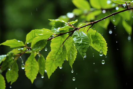 叶子上的雨水图片