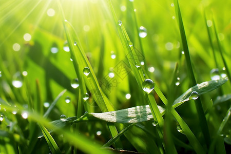 青草上的雨滴图片