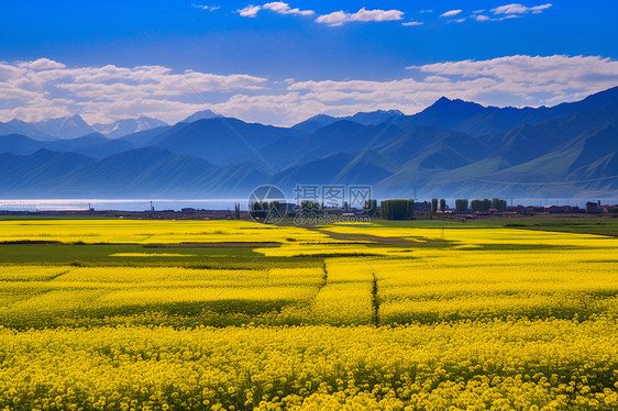 油菜花海图片