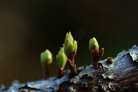 植物发芽图片