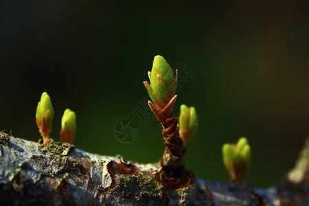 植物特写图片