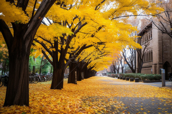 秋季的银杏树叶图片