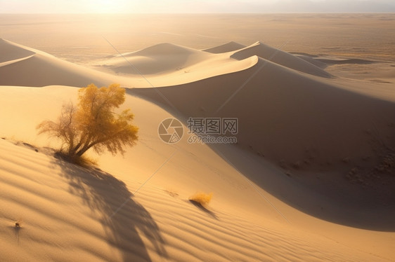 沙漠中的沙丘图片