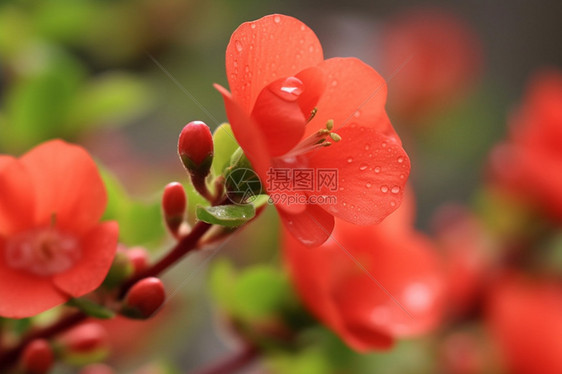 红色花朵的特写镜头图片