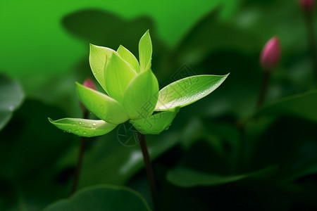 新鲜的绿色植物背景图片