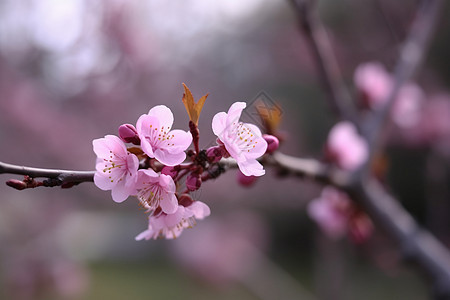 盛开的粉色桃花背景图片