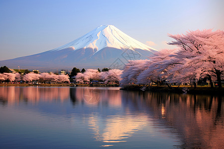 美丽的富士山脚下背景图片