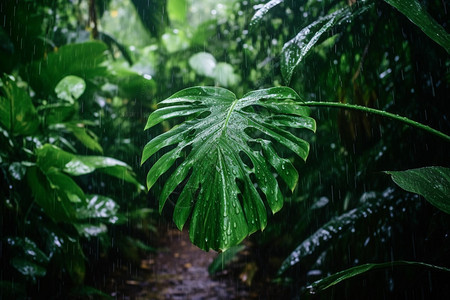 丛林中的绿色植物图片