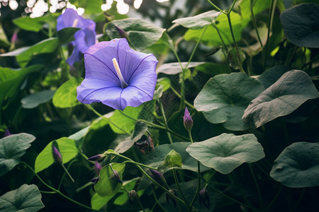 户外美丽的牵牛花图片