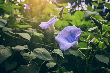 户外绽放的牵牛花图片