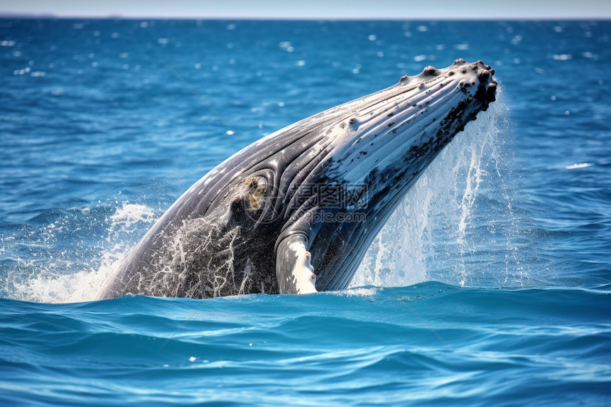 鲸鱼视频免费观看高清版NBA全场回放无广告流畅播放体验