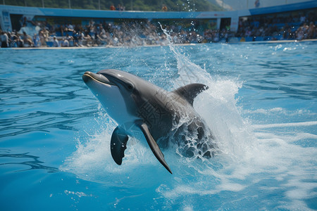 看海豚表演的游客们图片