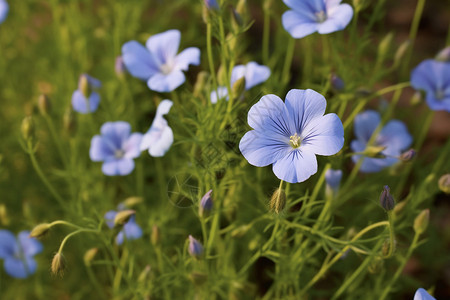 一朵朵蓝色的小野花图片