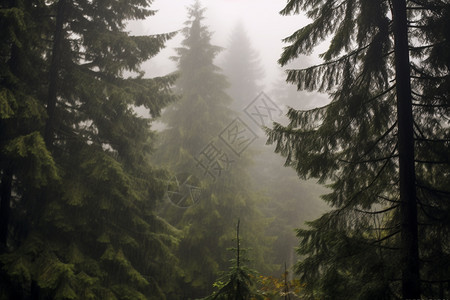 森林中的朦胧景色图片